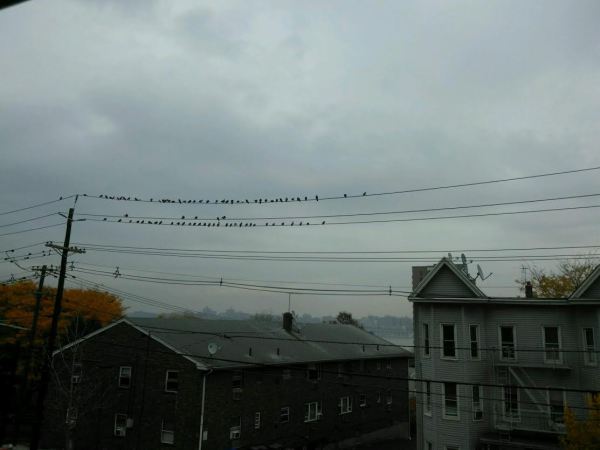 grey-day-with-pigeons-roger-bultot.jpg